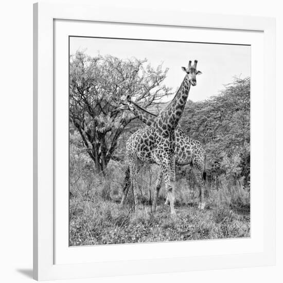 Awesome South Africa Collection Square - Crossing Giraffes B&W-Philippe Hugonnard-Framed Photographic Print