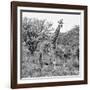 Awesome South Africa Collection Square - Crossing Giraffes B&W-Philippe Hugonnard-Framed Photographic Print