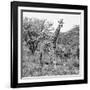 Awesome South Africa Collection Square - Crossing Giraffes B&W-Philippe Hugonnard-Framed Photographic Print