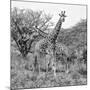 Awesome South Africa Collection Square - Crossing Giraffes B&W-Philippe Hugonnard-Mounted Photographic Print