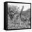 Awesome South Africa Collection Square - Crossing Giraffes B&W-Philippe Hugonnard-Framed Stretched Canvas