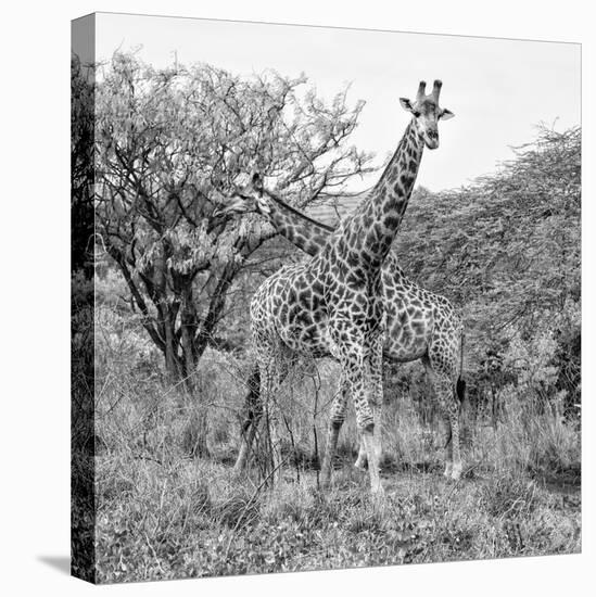 Awesome South Africa Collection Square - Crossing Giraffes B&W-Philippe Hugonnard-Stretched Canvas