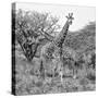 Awesome South Africa Collection Square - Crossing Giraffes B&W-Philippe Hugonnard-Stretched Canvas