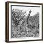 Awesome South Africa Collection Square - Crossing Giraffes B&W-Philippe Hugonnard-Framed Photographic Print