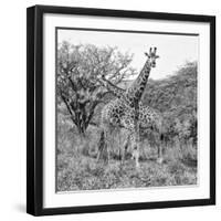 Awesome South Africa Collection Square - Crossing Giraffes B&W-Philippe Hugonnard-Framed Photographic Print