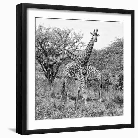 Awesome South Africa Collection Square - Crossing Giraffes B&W-Philippe Hugonnard-Framed Photographic Print