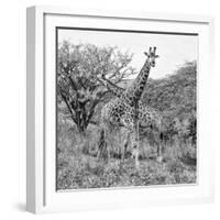 Awesome South Africa Collection Square - Crossing Giraffes B&W-Philippe Hugonnard-Framed Photographic Print