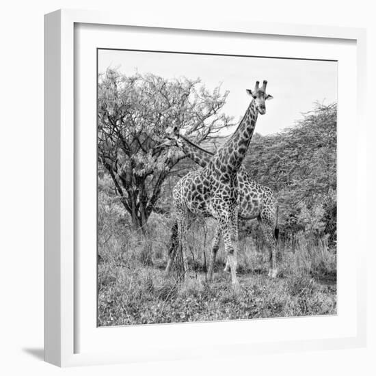 Awesome South Africa Collection Square - Crossing Giraffes B&W-Philippe Hugonnard-Framed Photographic Print