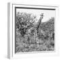 Awesome South Africa Collection Square - Crossing Giraffes B&W-Philippe Hugonnard-Framed Photographic Print