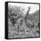 Awesome South Africa Collection Square - Crossing Giraffes B&W-Philippe Hugonnard-Framed Stretched Canvas