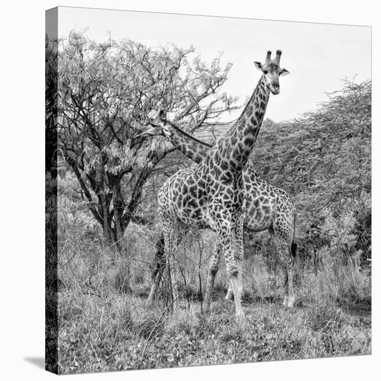 Awesome South Africa Collection Square - Crossing Giraffes B&W-Philippe Hugonnard-Stretched Canvas