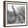 Awesome South Africa Collection Square - Crossing Giraffes II B&W-Philippe Hugonnard-Framed Photographic Print