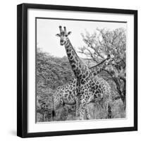 Awesome South Africa Collection Square - Crossing Giraffes II B&W-Philippe Hugonnard-Framed Photographic Print