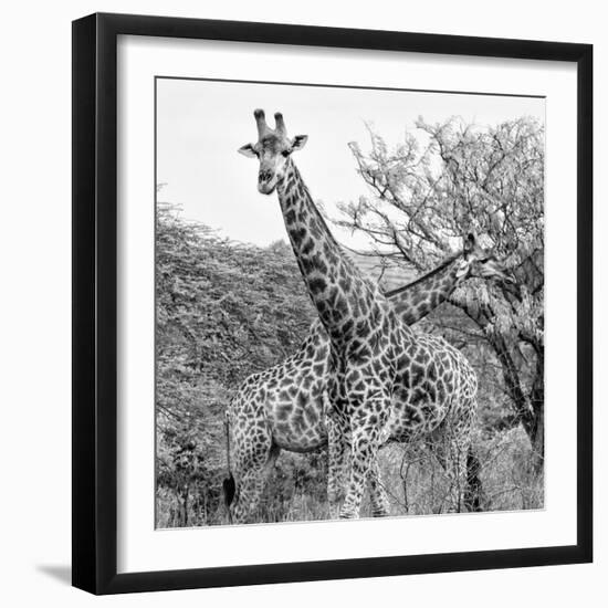 Awesome South Africa Collection Square - Crossing Giraffes II B&W-Philippe Hugonnard-Framed Photographic Print