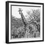 Awesome South Africa Collection Square - Crossing Giraffes II B&W-Philippe Hugonnard-Framed Photographic Print