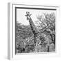Awesome South Africa Collection Square - Crossing Giraffes II B&W-Philippe Hugonnard-Framed Photographic Print