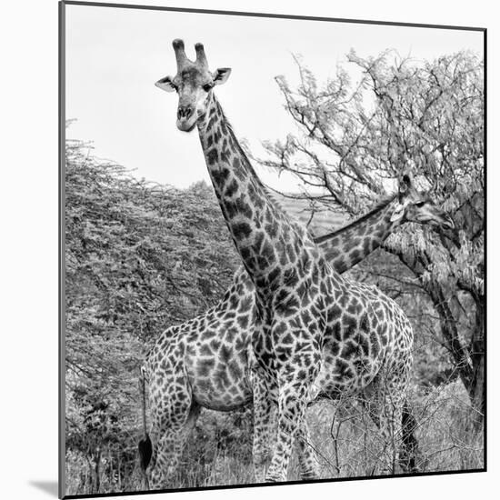 Awesome South Africa Collection Square - Crossing Giraffes II B&W-Philippe Hugonnard-Mounted Photographic Print