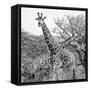 Awesome South Africa Collection Square - Crossing Giraffes II B&W-Philippe Hugonnard-Framed Stretched Canvas