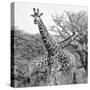 Awesome South Africa Collection Square - Crossing Giraffes II B&W-Philippe Hugonnard-Stretched Canvas