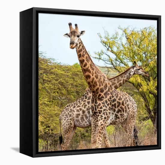 Awesome South Africa Collection Square - Crossing Giraffes II-Philippe Hugonnard-Framed Stretched Canvas
