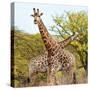 Awesome South Africa Collection Square - Crossing Giraffes II-Philippe Hugonnard-Stretched Canvas