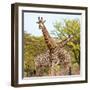 Awesome South Africa Collection Square - Crossing Giraffes II-Philippe Hugonnard-Framed Photographic Print