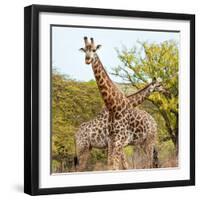 Awesome South Africa Collection Square - Crossing Giraffes II-Philippe Hugonnard-Framed Photographic Print