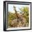 Awesome South Africa Collection Square - Crossing Giraffes II-Philippe Hugonnard-Framed Photographic Print