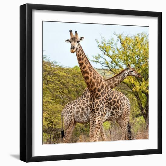 Awesome South Africa Collection Square - Crossing Giraffes II-Philippe Hugonnard-Framed Photographic Print