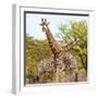 Awesome South Africa Collection Square - Crossing Giraffes II-Philippe Hugonnard-Framed Photographic Print