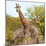 Awesome South Africa Collection Square - Crossing Giraffes II-Philippe Hugonnard-Mounted Photographic Print