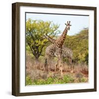 Awesome South Africa Collection Square - Crossing Giraffes-Philippe Hugonnard-Framed Photographic Print