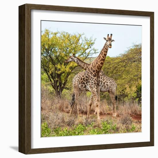 Awesome South Africa Collection Square - Crossing Giraffes-Philippe Hugonnard-Framed Photographic Print