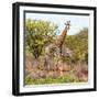 Awesome South Africa Collection Square - Crossing Giraffes-Philippe Hugonnard-Framed Photographic Print