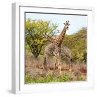 Awesome South Africa Collection Square - Crossing Giraffes-Philippe Hugonnard-Framed Photographic Print