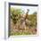 Awesome South Africa Collection Square - Crossing Giraffes-Philippe Hugonnard-Framed Photographic Print