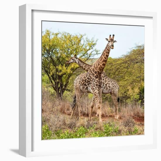 Awesome South Africa Collection Square - Crossing Giraffes-Philippe Hugonnard-Framed Photographic Print