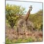 Awesome South Africa Collection Square - Crossing Giraffes-Philippe Hugonnard-Mounted Photographic Print