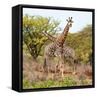 Awesome South Africa Collection Square - Crossing Giraffes-Philippe Hugonnard-Framed Stretched Canvas