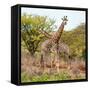 Awesome South Africa Collection Square - Crossing Giraffes-Philippe Hugonnard-Framed Stretched Canvas