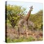 Awesome South Africa Collection Square - Crossing Giraffes-Philippe Hugonnard-Stretched Canvas