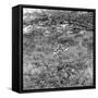 Awesome South Africa Collection Square - Curious Giraffe B&W-Philippe Hugonnard-Framed Stretched Canvas