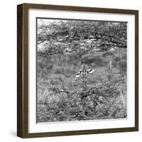 Awesome South Africa Collection Square - Curious Giraffe B&W-Philippe Hugonnard-Framed Photographic Print