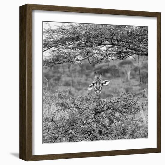 Awesome South Africa Collection Square - Curious Giraffe B&W-Philippe Hugonnard-Framed Photographic Print