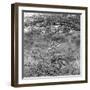 Awesome South Africa Collection Square - Curious Giraffe B&W-Philippe Hugonnard-Framed Photographic Print