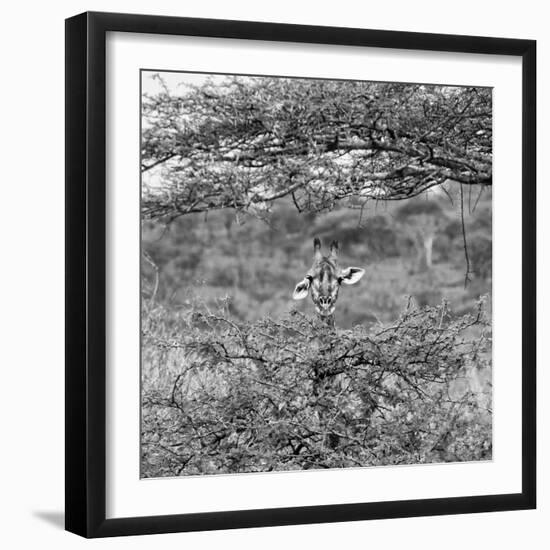 Awesome South Africa Collection Square - Curious Giraffe B&W-Philippe Hugonnard-Framed Photographic Print