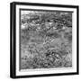 Awesome South Africa Collection Square - Curious Giraffe B&W-Philippe Hugonnard-Framed Photographic Print