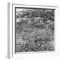 Awesome South Africa Collection Square - Curious Giraffe B&W-Philippe Hugonnard-Framed Photographic Print