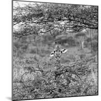 Awesome South Africa Collection Square - Curious Giraffe B&W-Philippe Hugonnard-Mounted Photographic Print