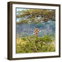 Awesome South Africa Collection Square - Curious Giraffe-Philippe Hugonnard-Framed Photographic Print